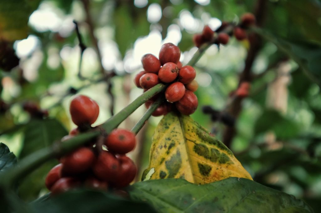 Robusta Featured Image